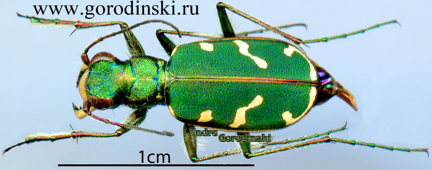 http://www.gorodinski.ru/cicindela/Cicindela turkestanica turkestanica.jpg